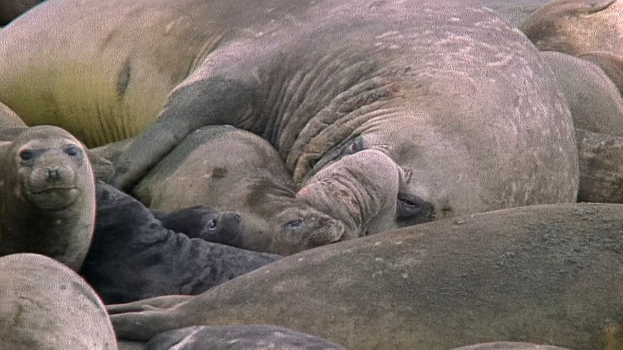 The Blue Planet S01E08 Coasts (1080p x265 10bit Tigole).mkv_snap