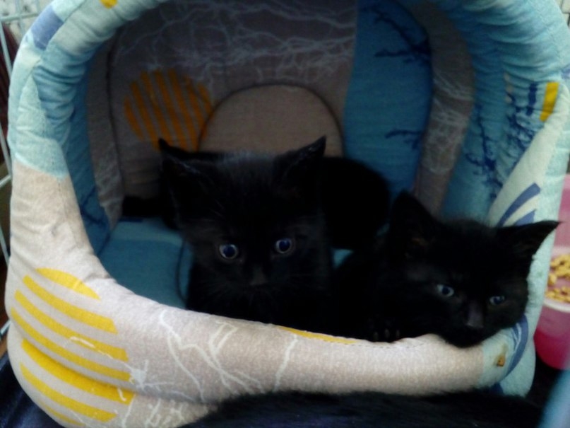 VK_Saved_Photo_ 636612470490971104