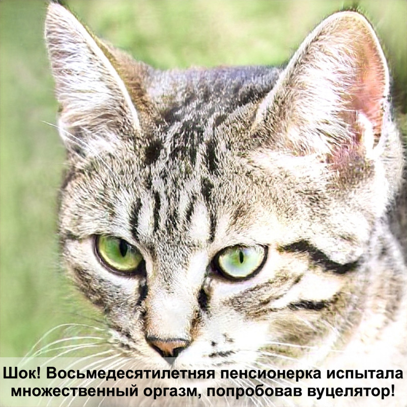 самая маленькая кошка хищник