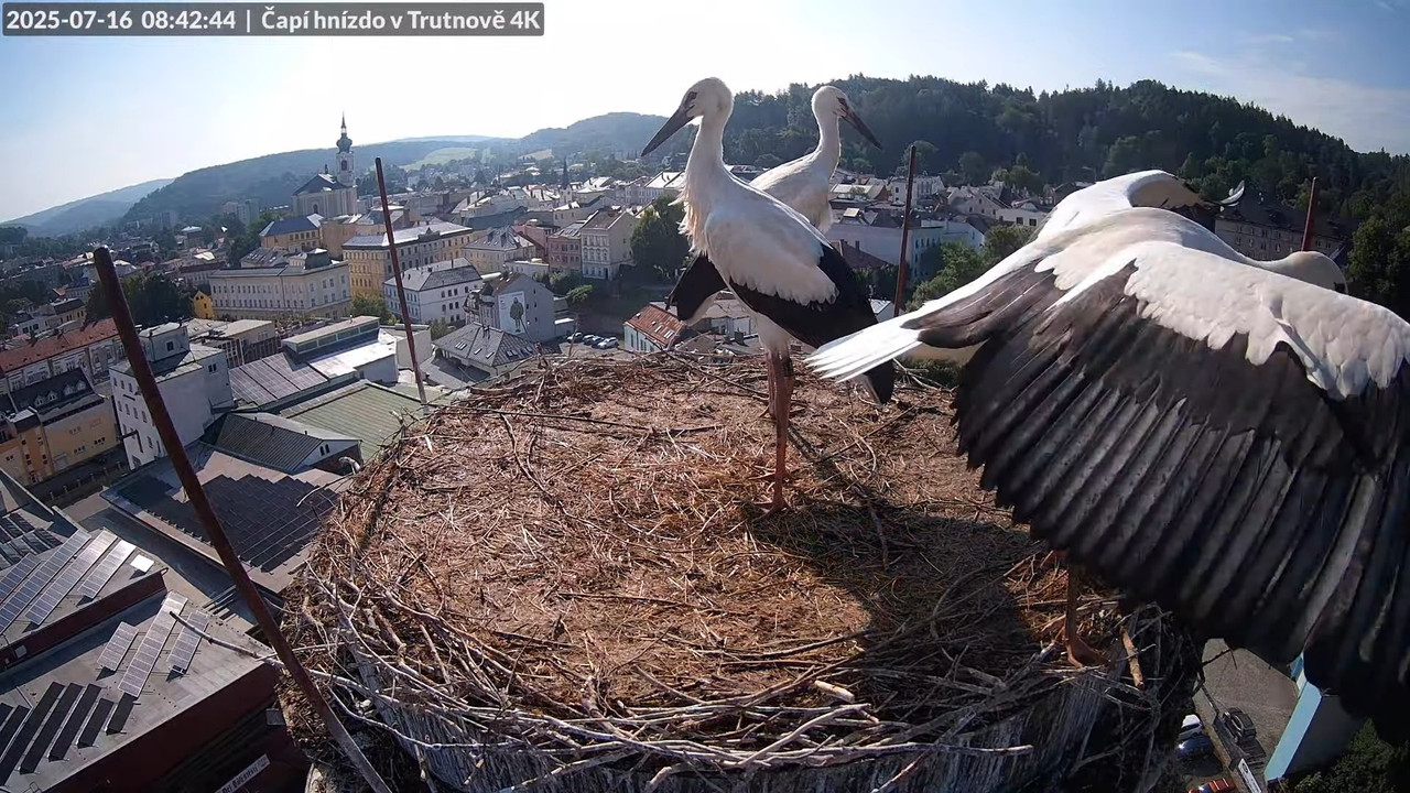Tiešraide no stārķa ligzdas uz alus darītavas skursteņa Trutnovā 1-36-44 screenshot