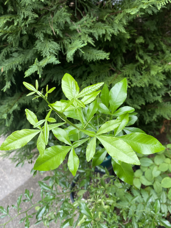 D01CC9F3-3F12-4B5C-8961-1813211B976B