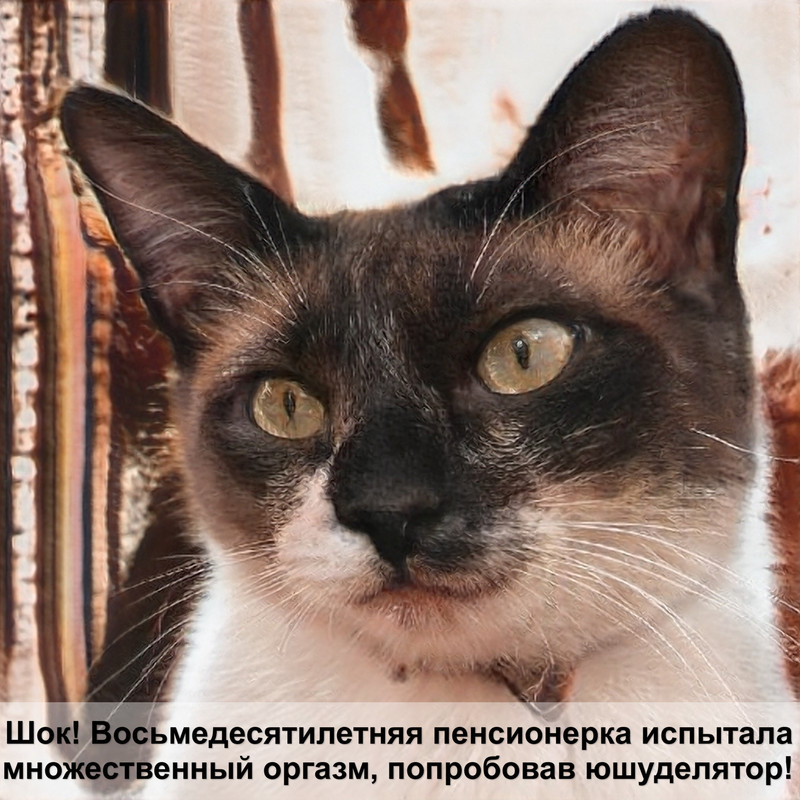 параанальные железы у кошек