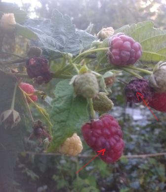 Малина почернение ягод (сжат)