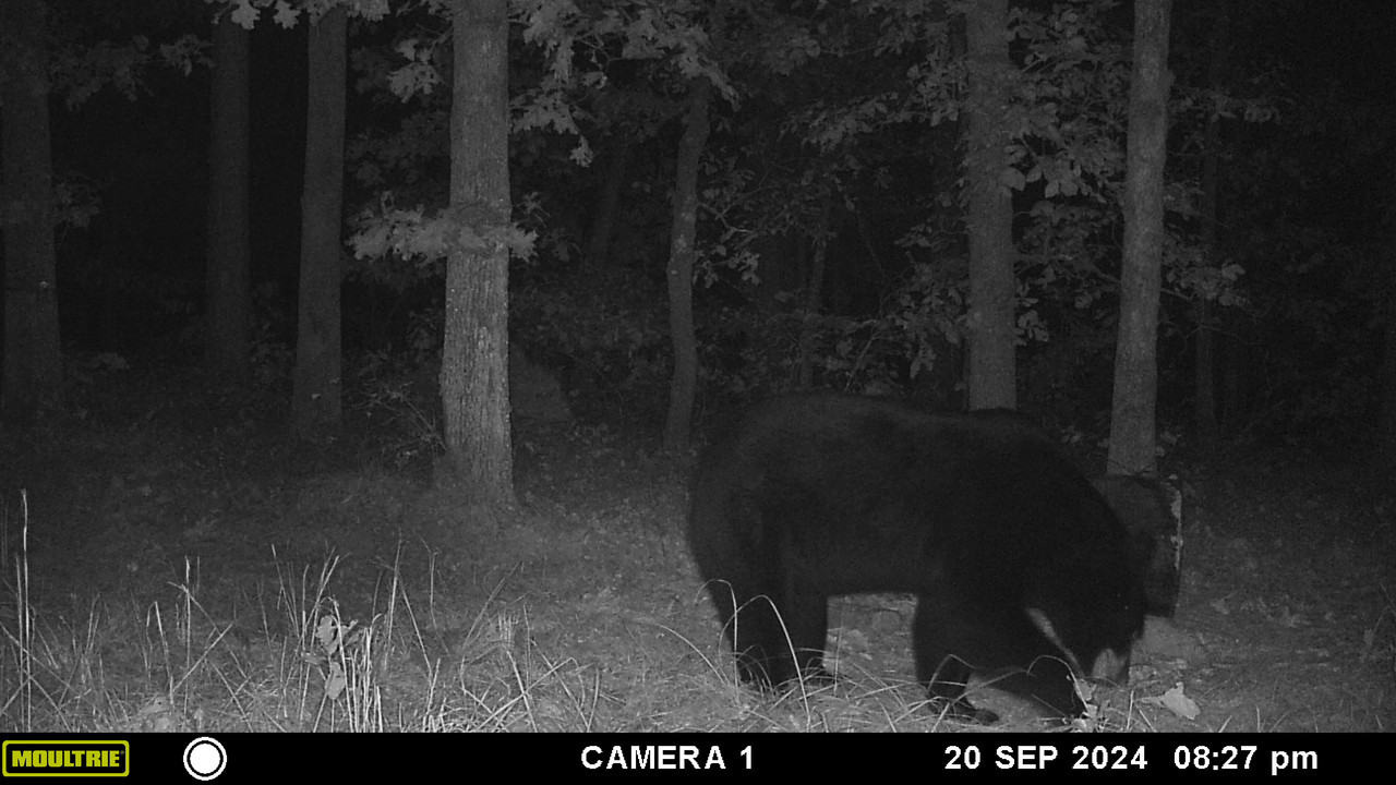 Arkansas bear season opens Sept 25 Crossbow Nation