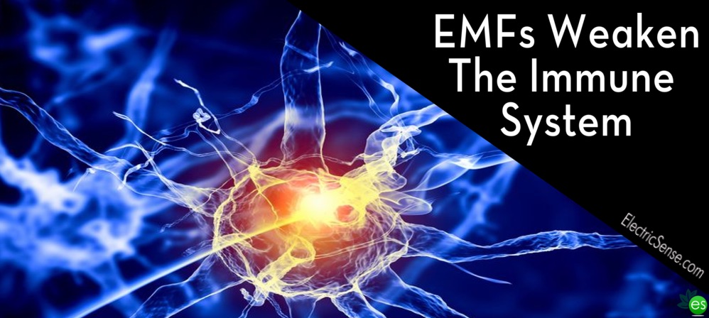 EMFs-weaken-the-immune-system