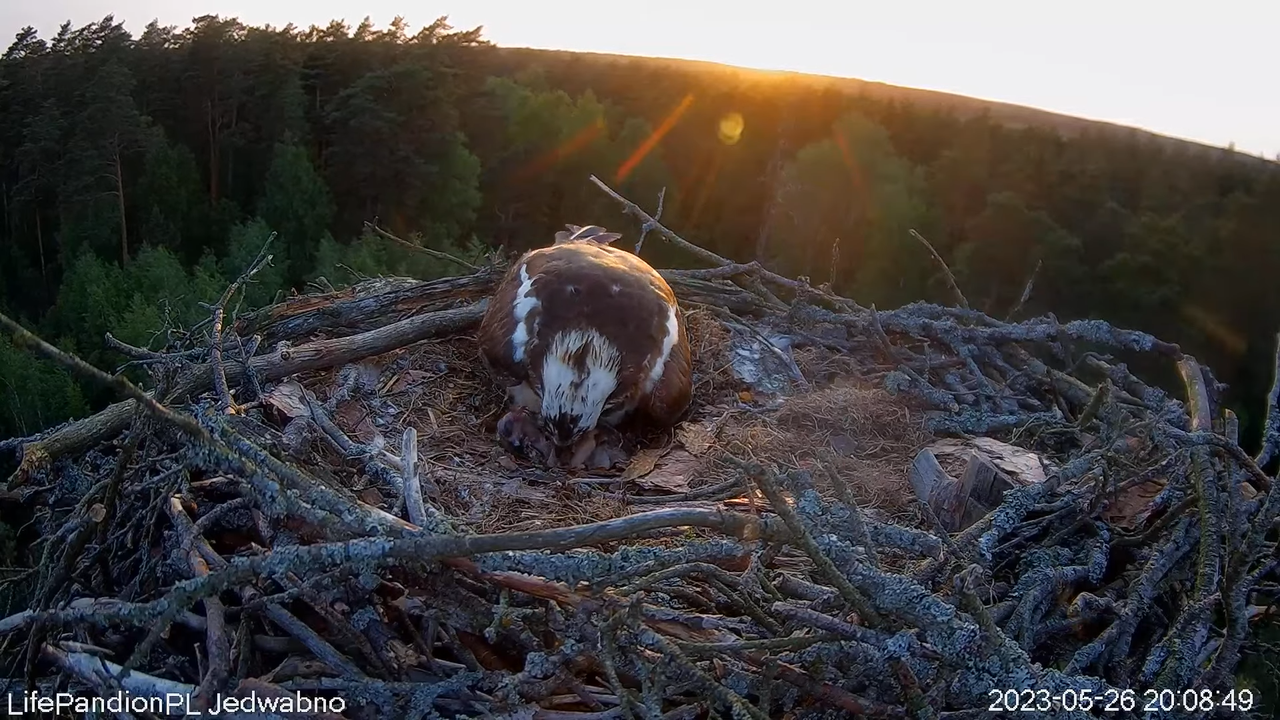 Rybołowy Online Puszcza Napiwodzko-Ramucka _ Ospreys Online in Napiwodzko-Ramucka Forest 10-53-48 sc