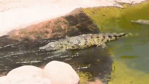 IMG-0048.gif