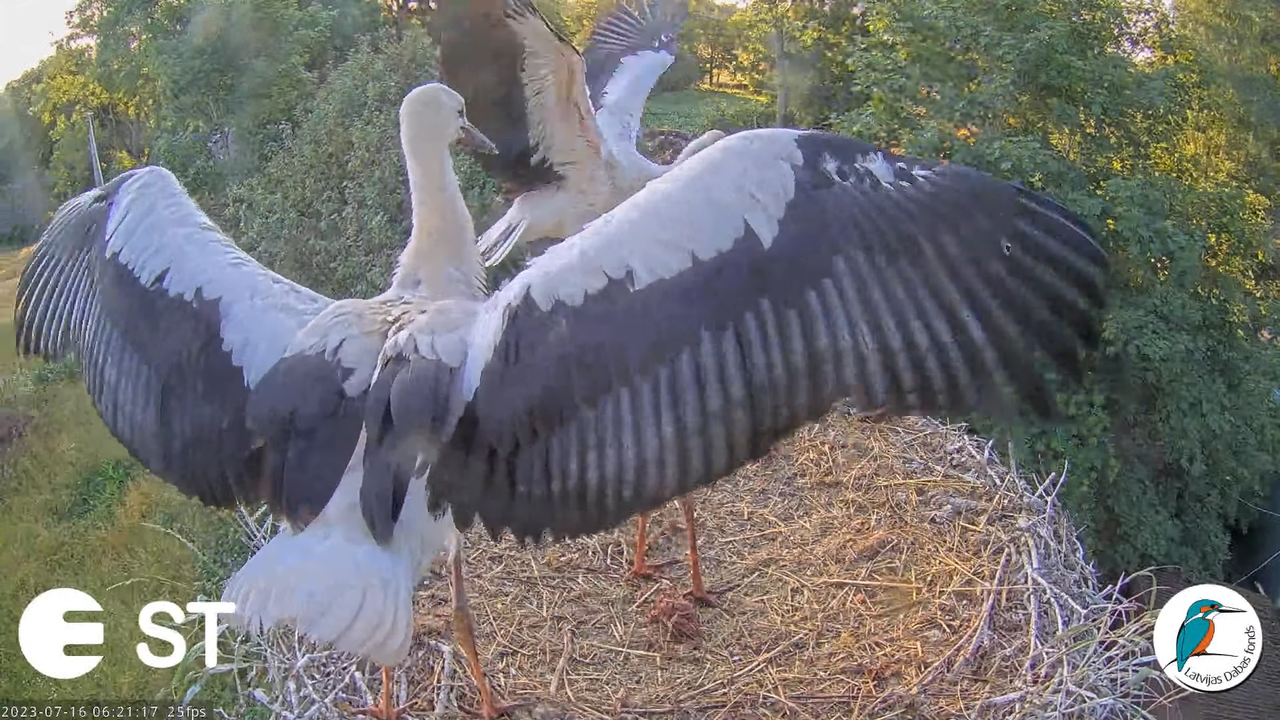 Baltie stārķi (Ciconia ciconia) Tukuma novadā - LDF tiešraide __ White storks in Tukums, Latvia 7-37