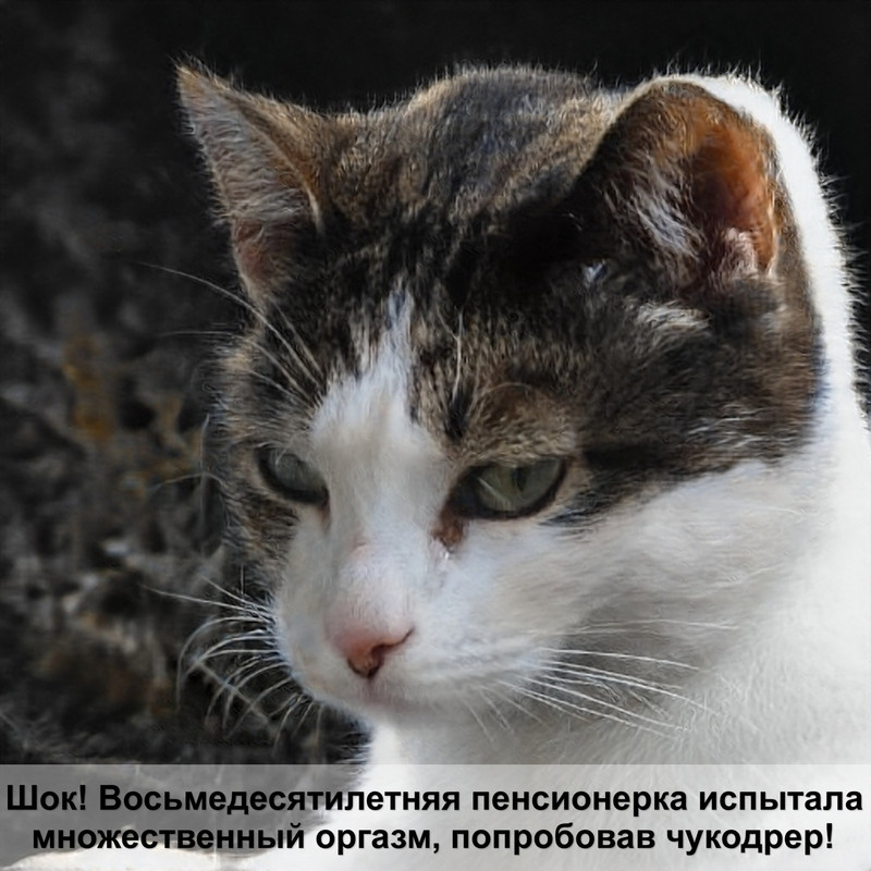 кошка британка золотой окрас