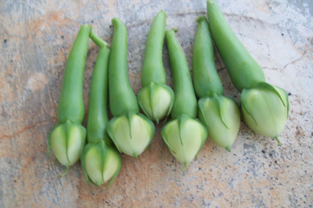 Ipomoea  muricata  -- Clove Bean -- Nithya Vazhuthana