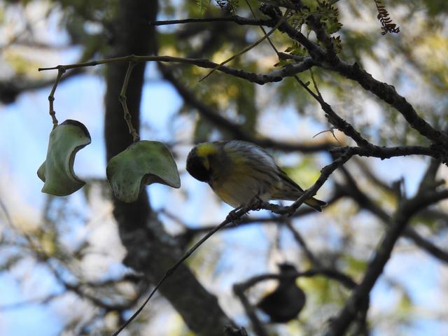 Pedido deID Lugre? Lisboa 8/1 ID-Lugre