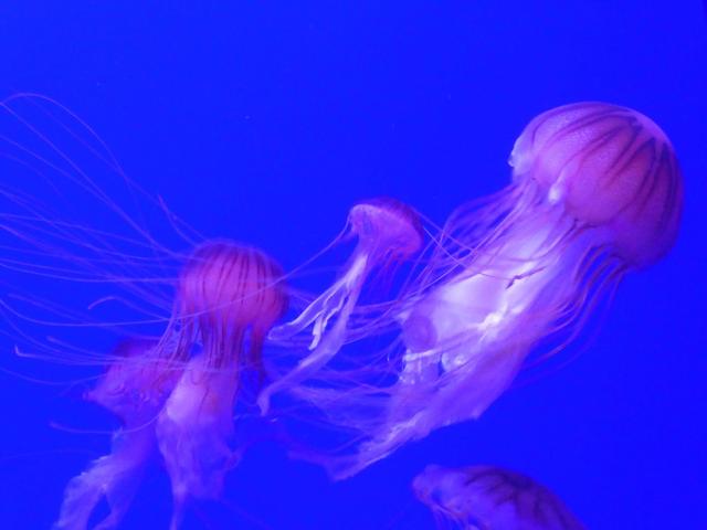 VALENCIA en un fin de semana - Blogs of Spain - Sábado 30/12: Llegada a Valencia y visita al Oceanogràfic (20)