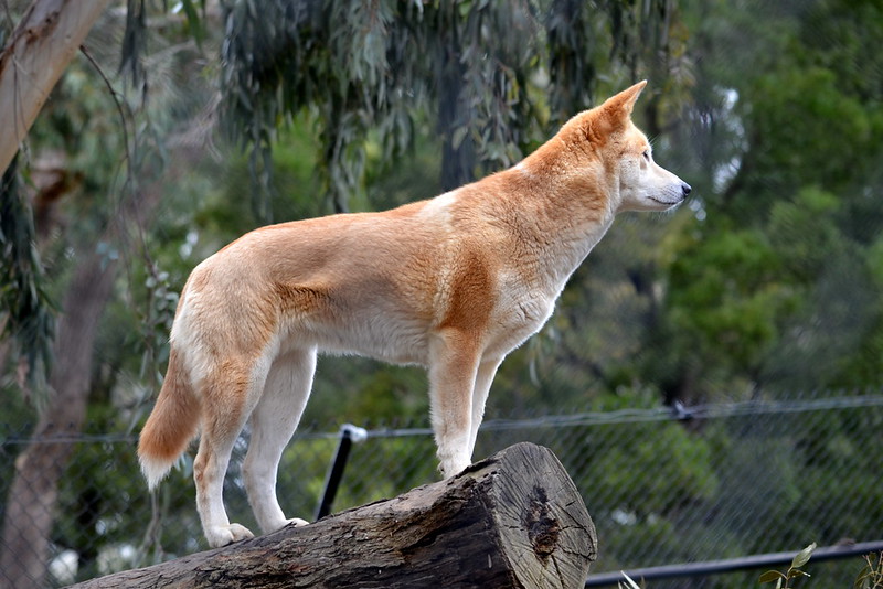 Ilustrasi anjing liar jenis dingo yang baru-baru ini serang dua orang wisatawan yang nekat swafoto dengan hewan liar. Kini dua wanita itu kena denda fantastis oleh Departemen Lingkungan dan Ilmu Pengetahuan (DES).