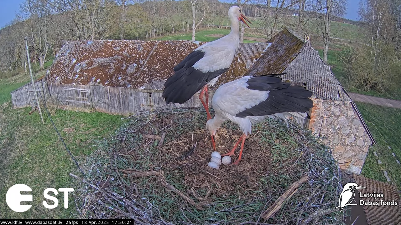 (25) Baltie stārķi (Ciconia ciconia) Tukuma novadā __ White storks in Tukums, Latvia - YouTube - 836