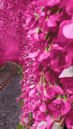 GIFs-1
