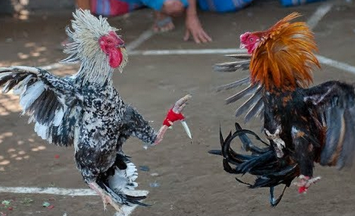 Combat à mort de coqs équipés de lames de navajas. Combat à mort de coqs équipés de lames de navajas.