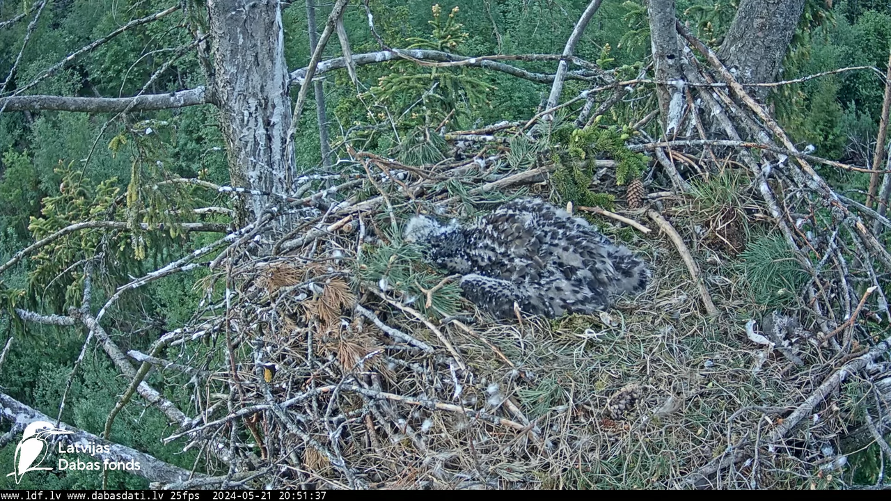 Jūras ērgļi (Haliaeetus albicilla) Ķemeru nacionālais parks - LDF tiešraide 13-0-47 screenshot