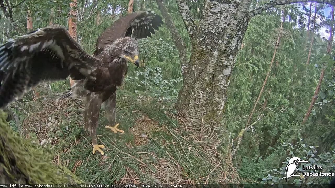 Mazais ērglis (Clanga pomarina), ligzda bērzā - LDF tiešraide 13-27-57 screenshot