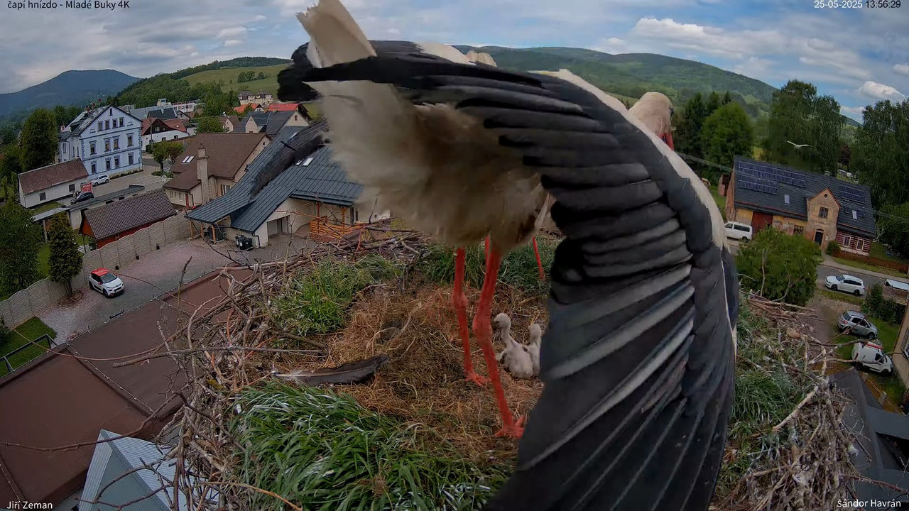 Živá kamera - Mladé Buky - čapí hnízdo 4K 15-46-20 screenshot (1)