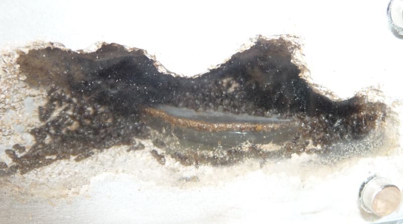 0310-Lasius2.jpg