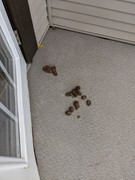 PXL_20201105_191822240