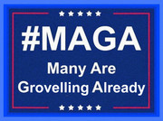 MAGAManyGrovel