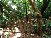 Arroceros-Forest-Park-Manila-Bagras20260715-141329