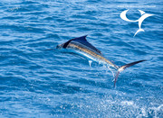 [Image: CRFC-costa-rica-fishing-charter-tours-6693.jpg]