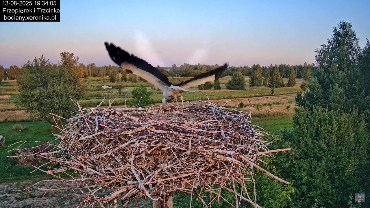 13082025bociany16