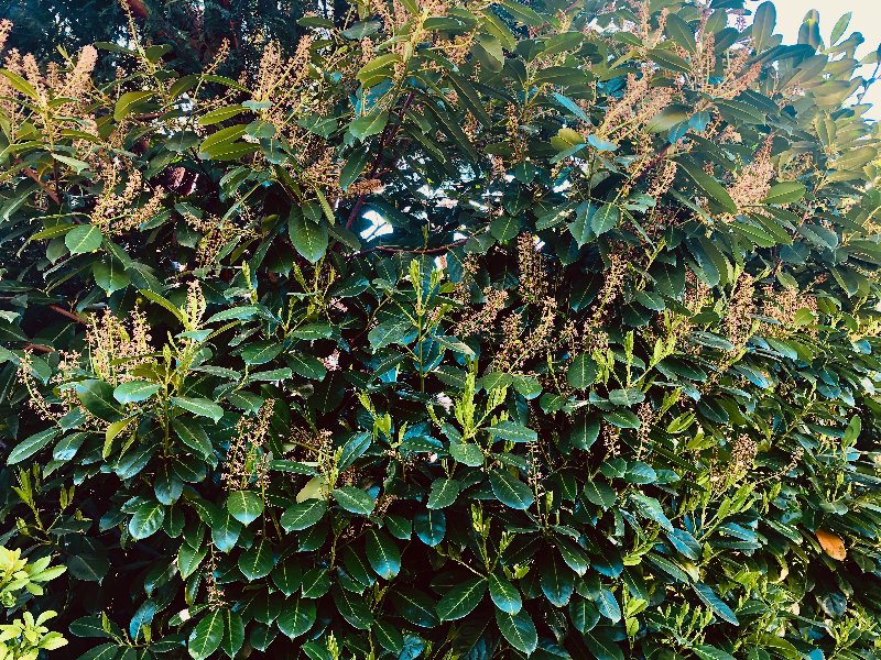 laurel-hedge-flowers-april-2020.jpg