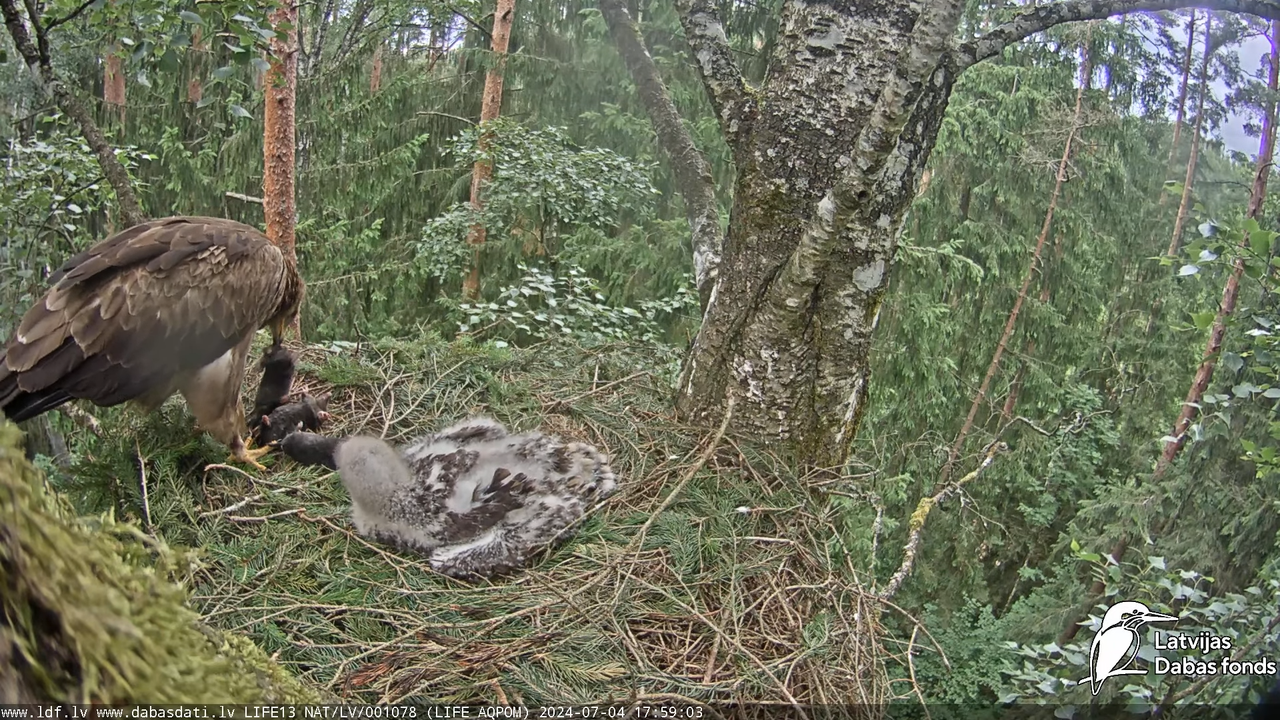 Mazais ērglis (Clanga pomarina), ligzda bērzā - LDF tiešraide 17-10-2 screenshot