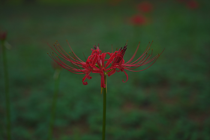 DSC02520