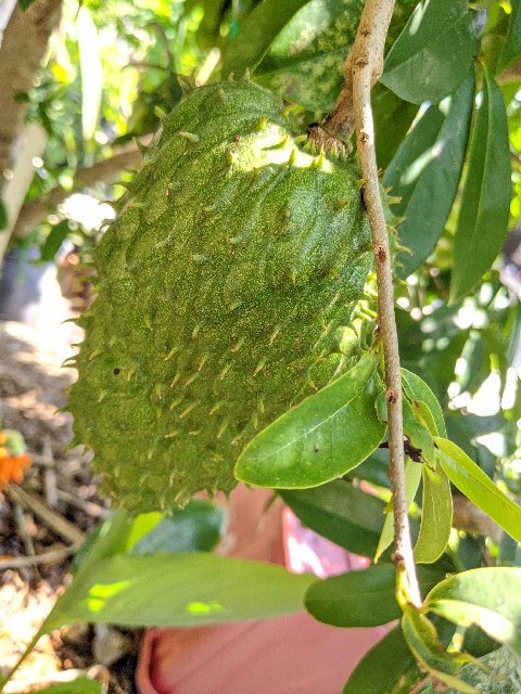 [Image: IMG-20200508-105348.jpg]