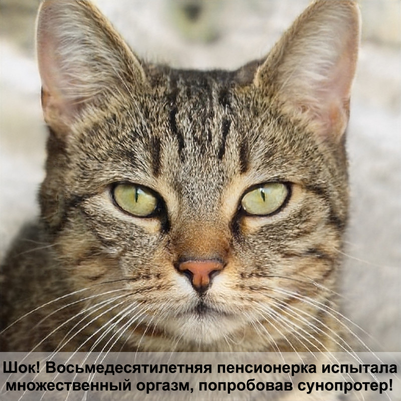 породистые кошки черного окраса