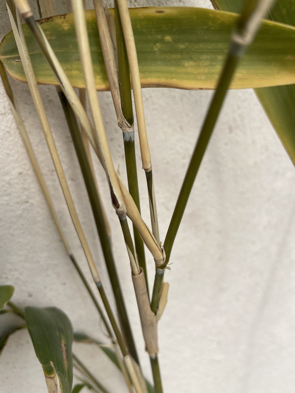 FDCDBC4D-EDC9-438D-8AFD-36334C519D5B