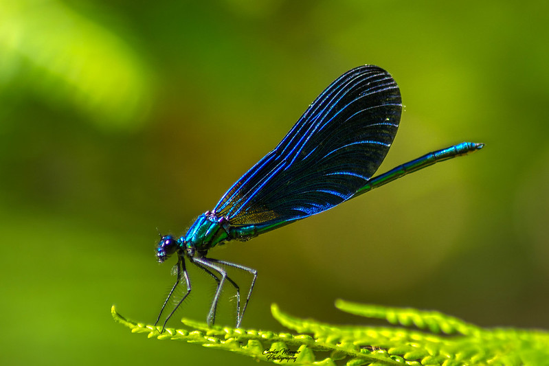 blue-insect.jpg