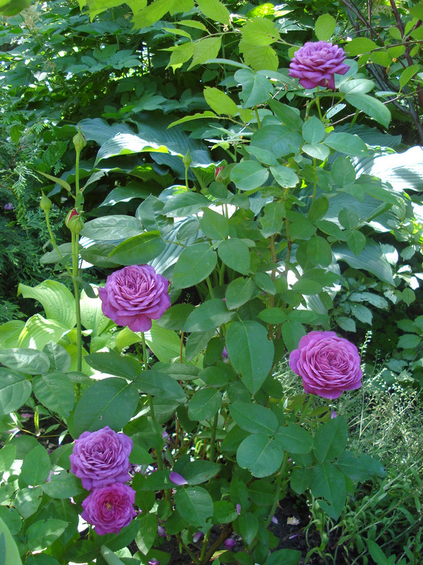 DSC04922