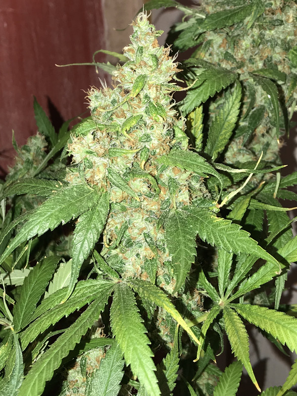 974D7965-C2AA-4C11-8C5E-1132923D126A