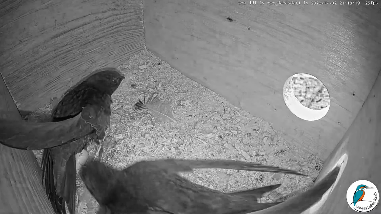 Svīre (Apus apus) Cēsu pils - LDF tiešraide _ Būris 11-32-39 screenshot