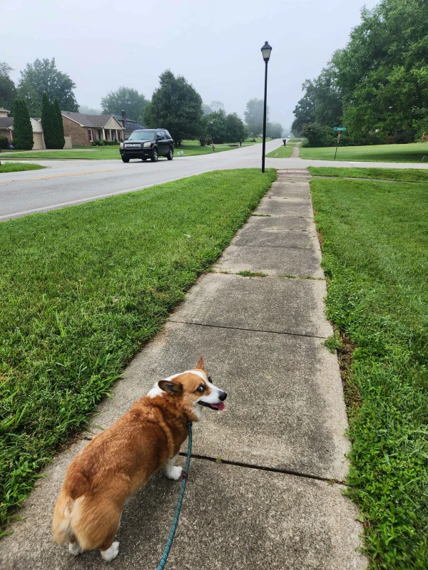 corgi on a leash walking on a sidewalk in the morning fog