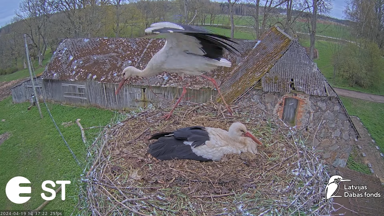 Baltie stārķi (Ciconia ciconia) Tukuma novadā - LDF tiešraide __ White storks in Tukums, Latvia 10-4