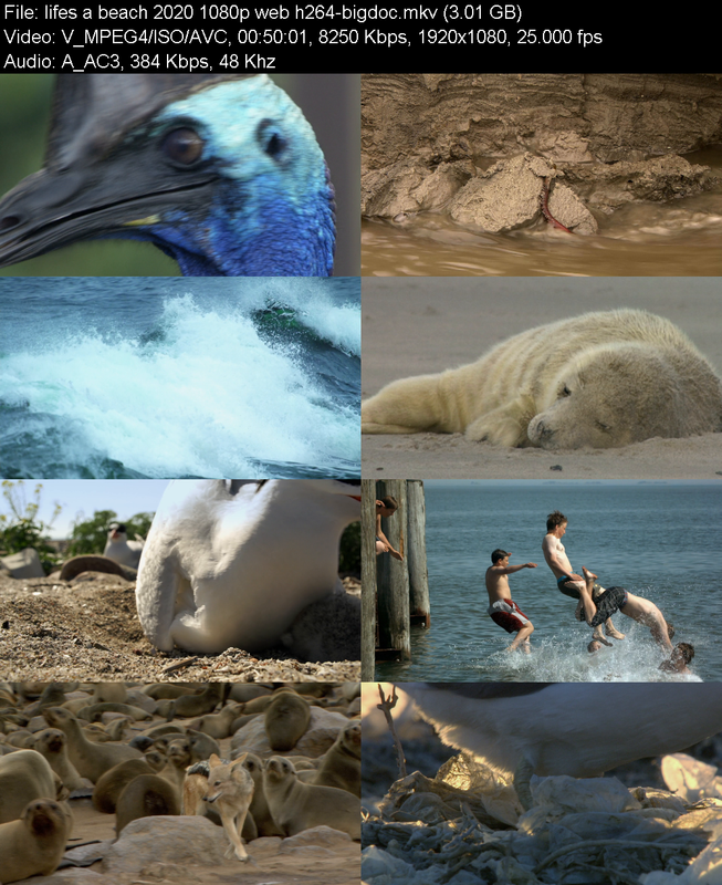 lifes-a-beach-2020-1080p-web-h264-bigdoc
