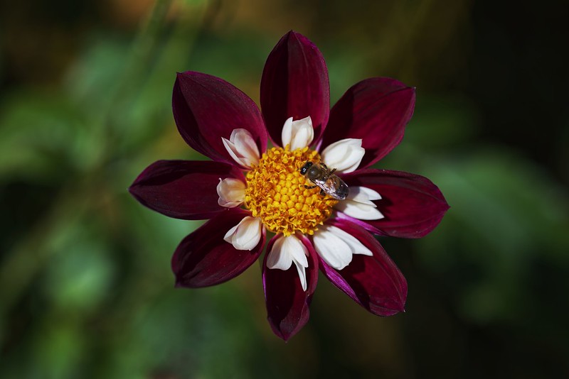 red-dahlia.jpg