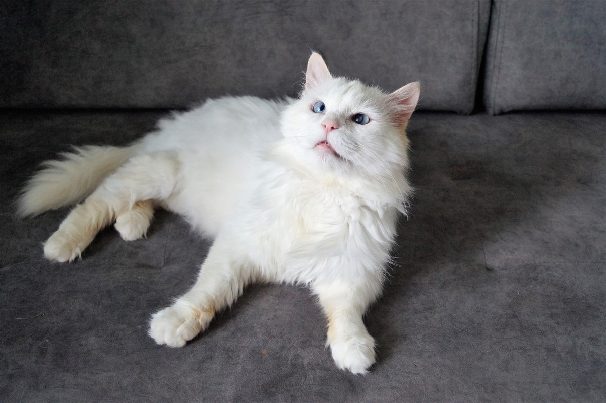 Альбус_19_11_2