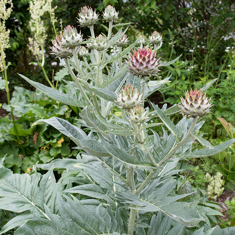 cardoon-seeds.jpg