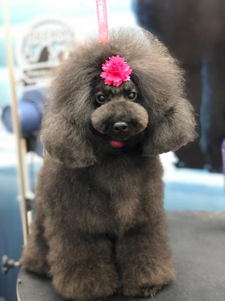 Cão de pelagem densa — Volume Supremo