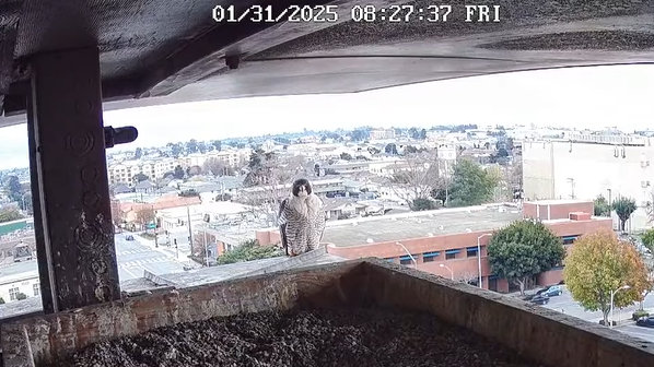 Przechwytywanie w trybie pełnoekranowym 31.01.2025 181703