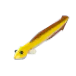 Eel