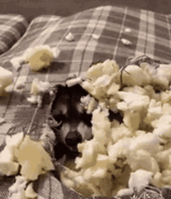 raccoon-mess.gif