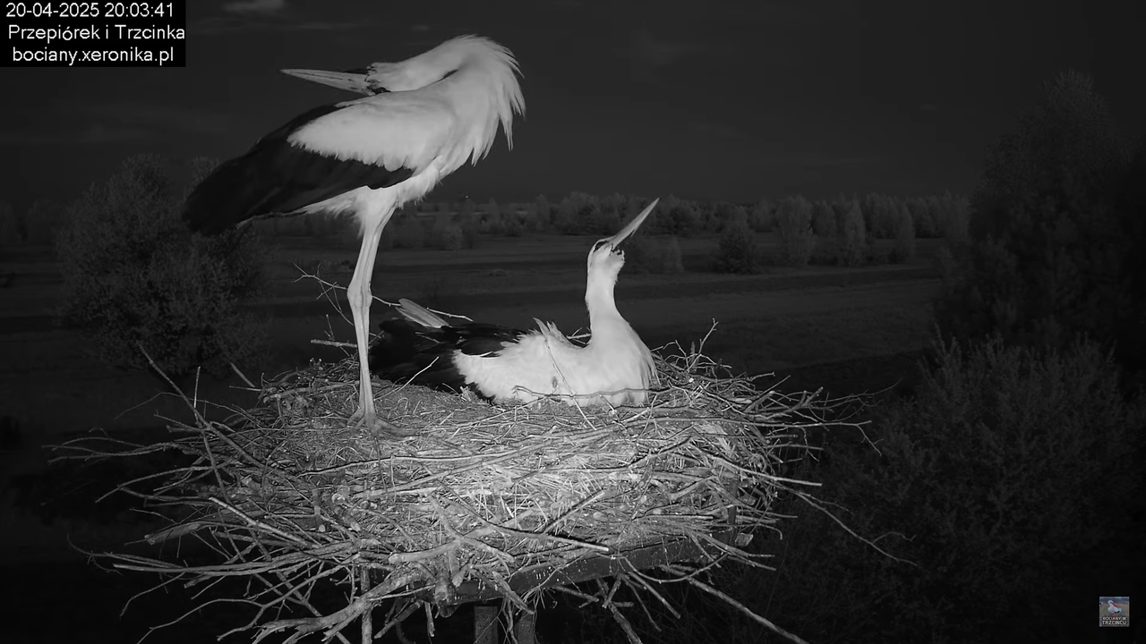 20042025bociany38